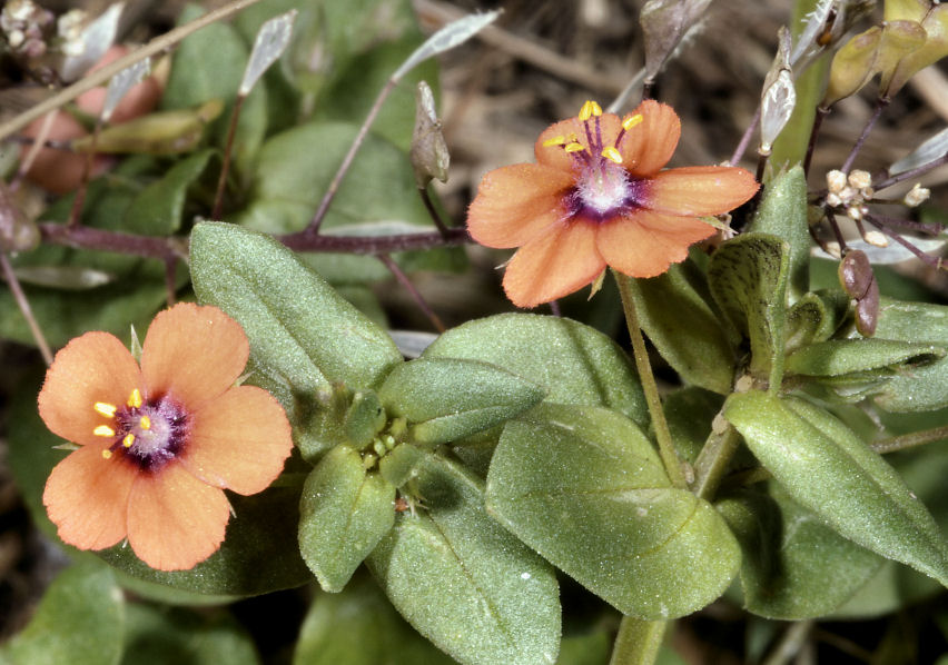 Fiori e formiche